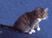 Media_httpthforgukwpc_dhyim