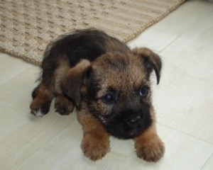 Puppygeorge