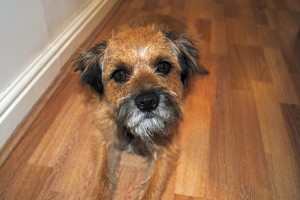 Testpic-george