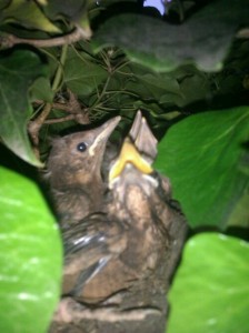 Birds