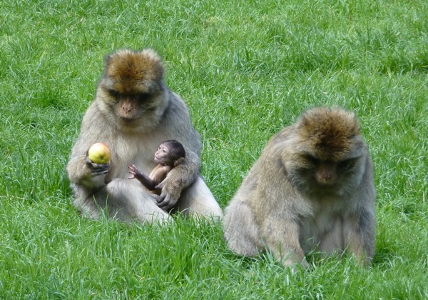 Monkey